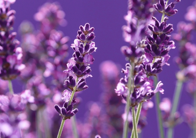 lavender plant