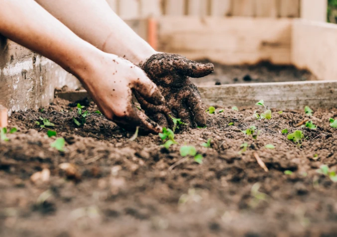 can coffee be used to garden