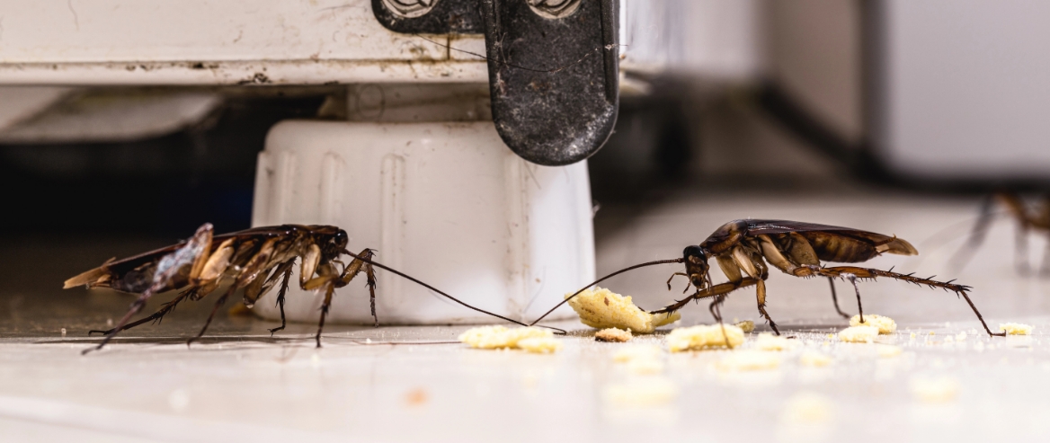 Cockroaches crawling out from under a kitchen cabinet, showing signs of infestation.