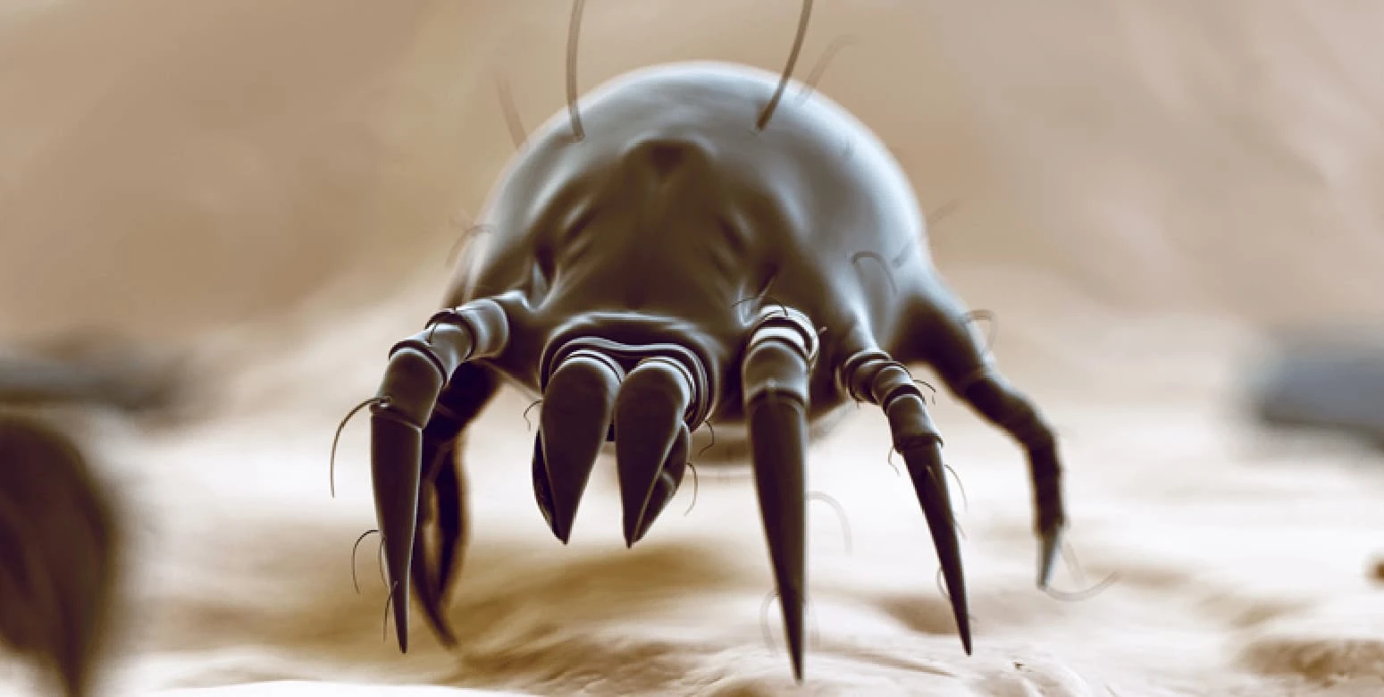 why dust mite allergies are worse during winter