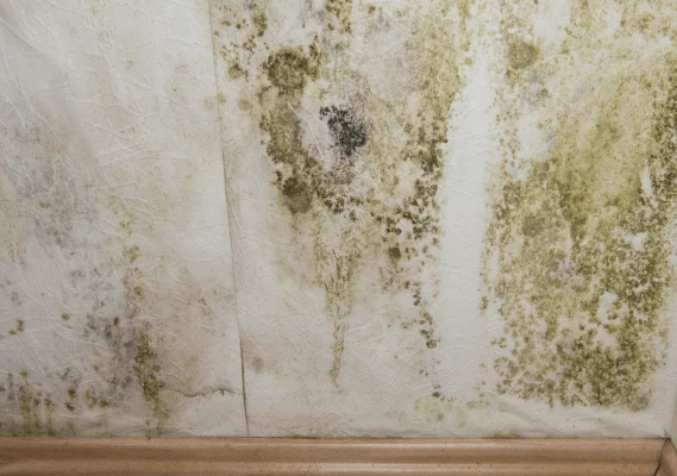 You have concerns about mould