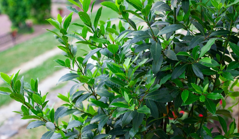 12 Indoor Plants That Repel Insects - Electrodry Blogs
