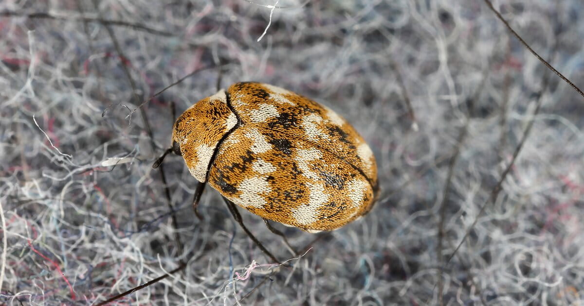 how to get rid of carpet beetles