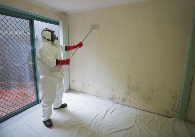 Professional Mould removal