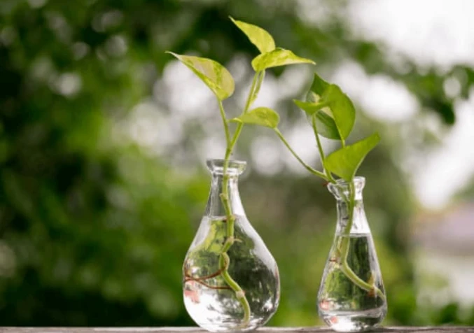 golden pothos