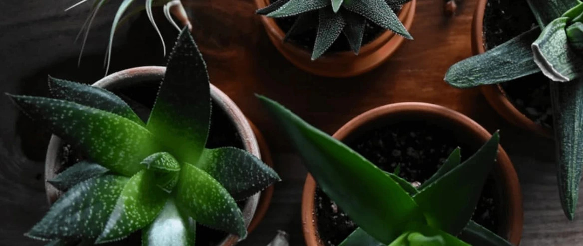 Top View Of Aloe Vera Plants In Pots