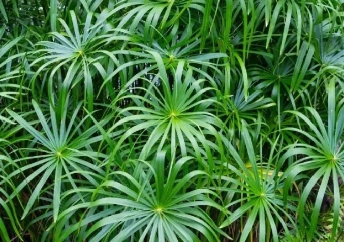 umbrella plants