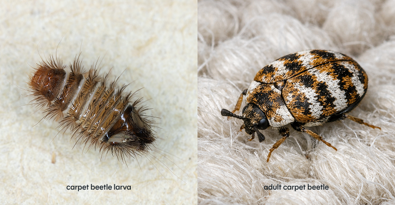 Adult carpet beetle and carpet beetle larvae close-up.