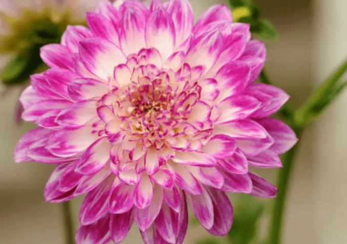 Chrysanthemum