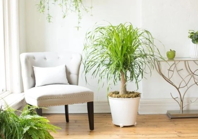 ponytail palm