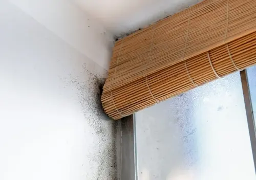 Mould on the window wall