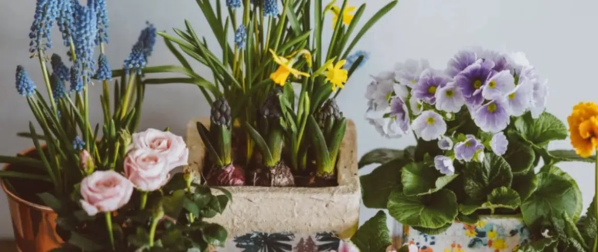 Variety Of Flowers On Display