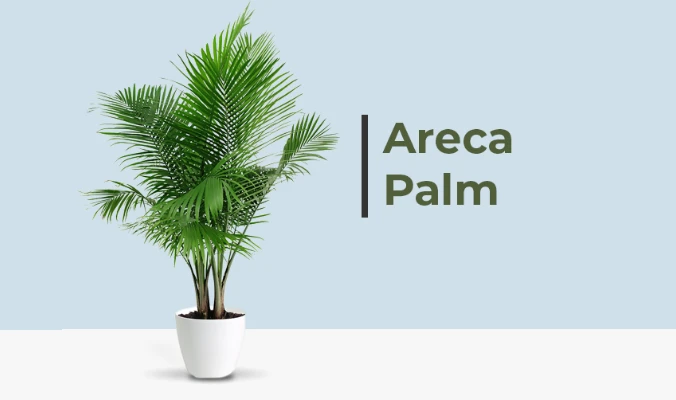 areca palm benefits