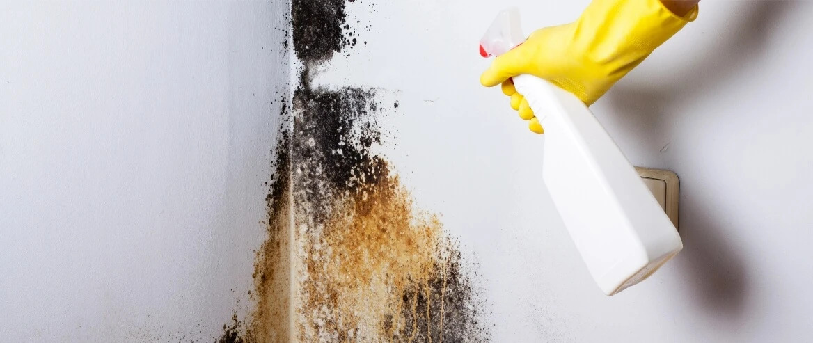Cleaning Mould In Wall