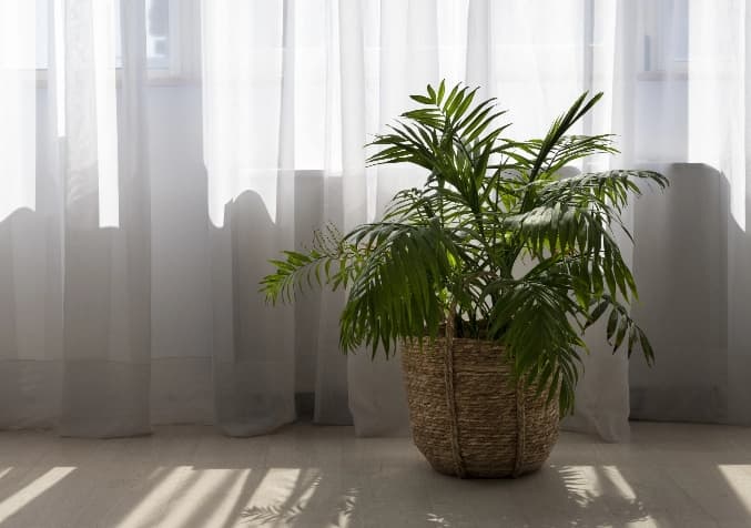 Boston Fern Indoor Plant