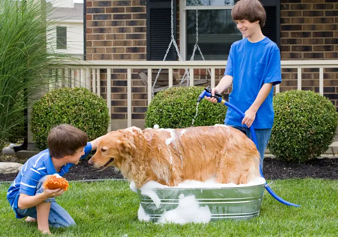 boys giving golden retriever pet a bath