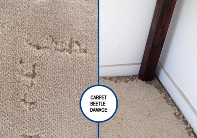 carpet damaged by carpet beetles