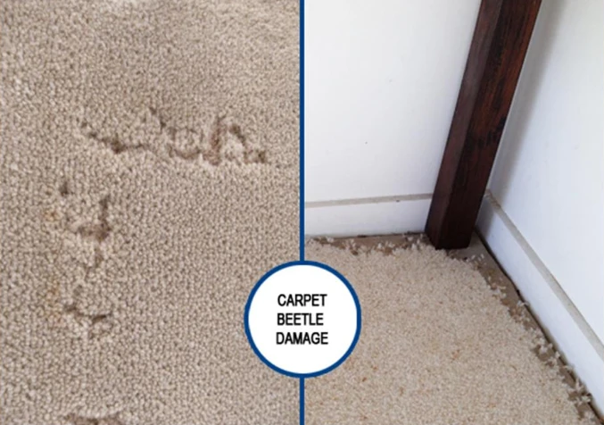 damage caused by carpet beetle