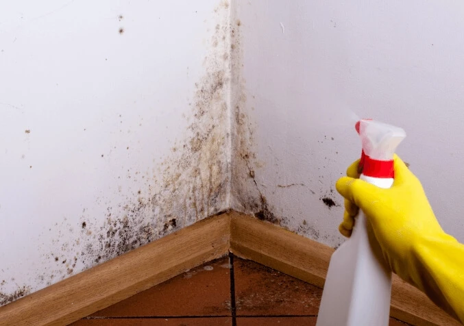 What Should You Do When You Have Mould?