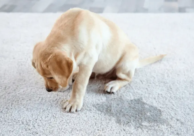 puppy looking unhappy after urinating on carpet