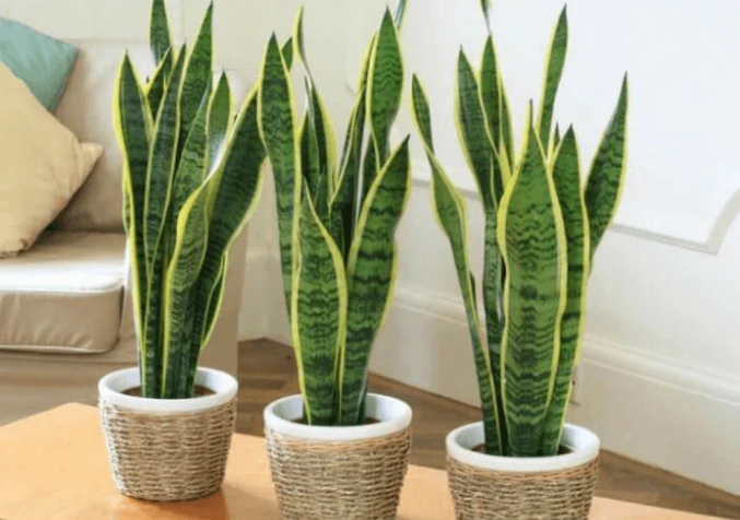 snake plant