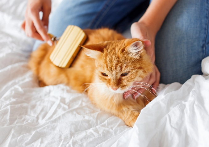 Your Pets - The 40 Home Cleaning Tips