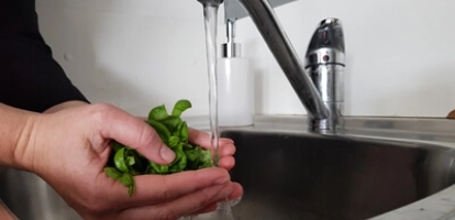 Basil Leaves gets washed in kitchen faucet
