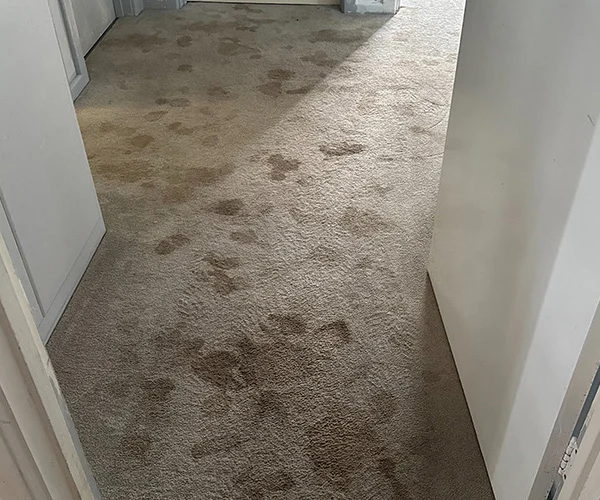 Carpet Cleaning 04 Before
