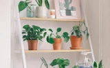Indoor Plants Thumbnail