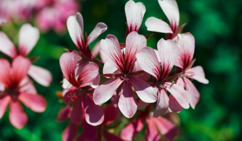 Scented geraniums with colorful flowers and citrus-like fragrance in a pot.