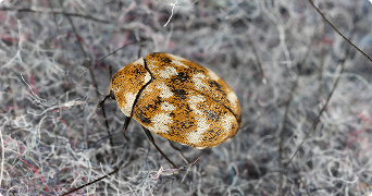how to get rid of carpet beetles