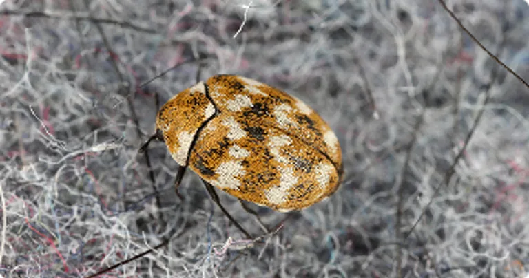how to get rid of carpet beetles