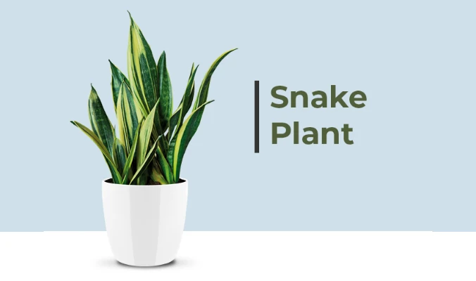 snake plant benefitswd