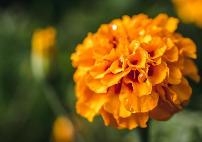 Marigold