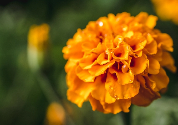 Orange marigold flowers for decorative mosquito and rodent control.