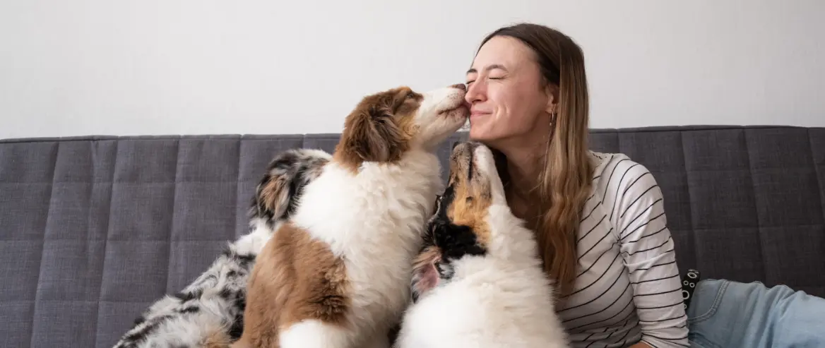 Woman On Couch With 3 Australian Shepherds