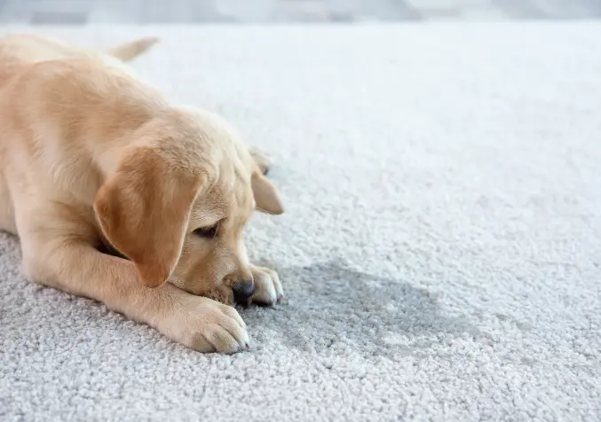 How to get fresh pet urine out of carpet