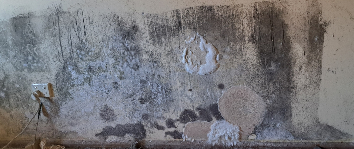Close-up of mould spots on a painted indoor wall, showing a common household mould issue