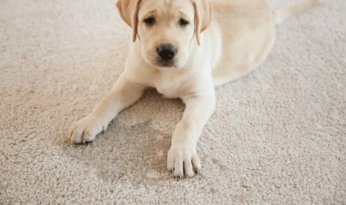 labrador puppy pee on carpet
