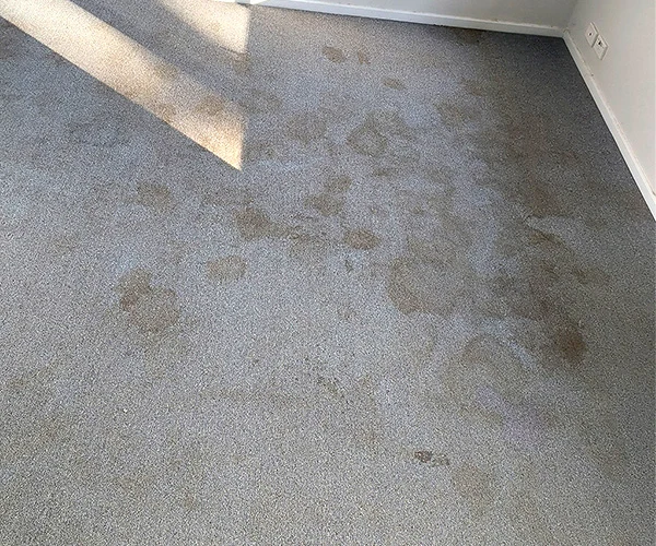 Carpet Cleaning 10 Before