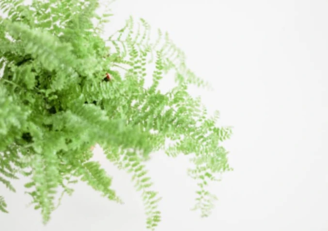 boston fern