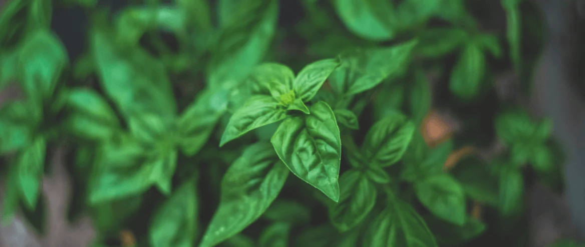 basil natural insect repellent