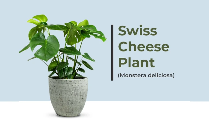 monstera plant benefits