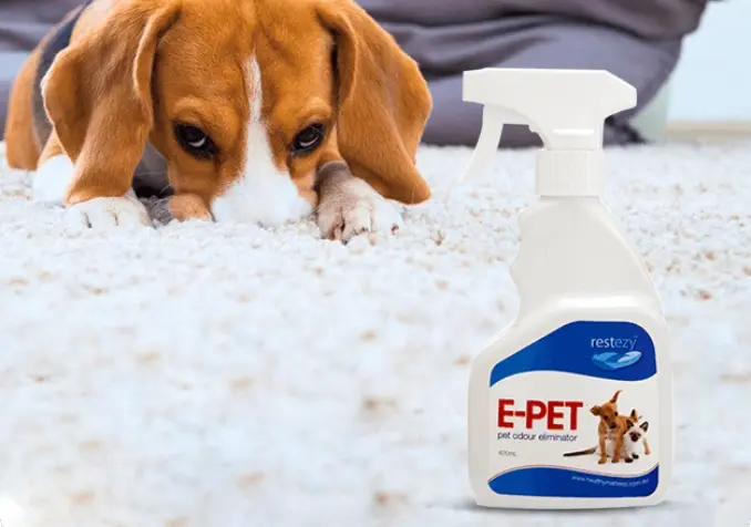 beagle laying on the carpet after making a mess