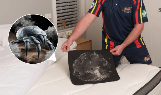 Dust Mite in mattress