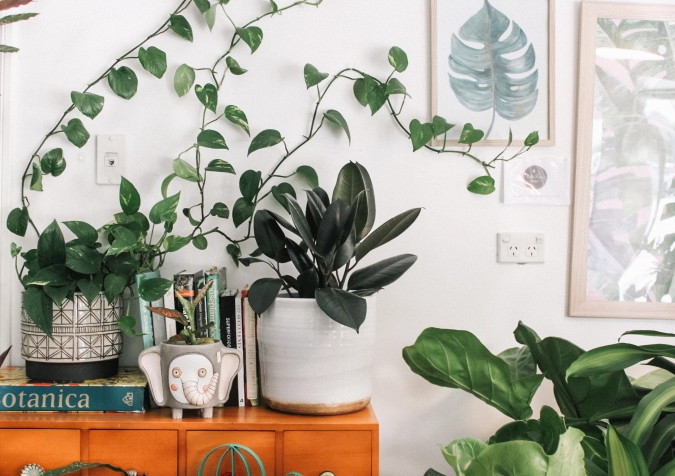 Home filled with indoor plants