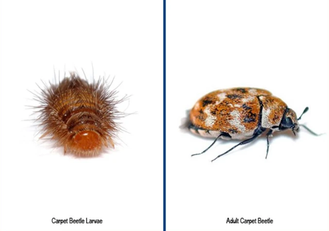 image of young and adult carpet beetle