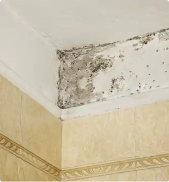 Mould On Wall