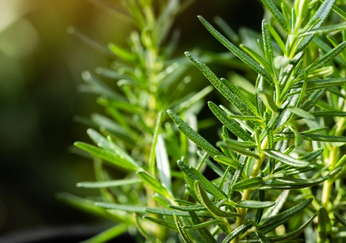Potted rosemary herb, a fragrant houseplant for repelling mosquitoes and moths.