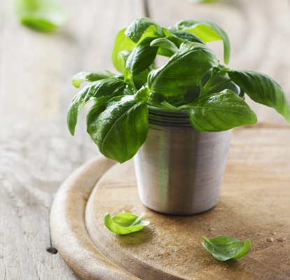 Basil Plant Placed In a Wooden Surface